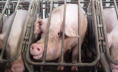 Gestation Crates